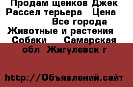 Продам щенков Джек Рассел терьера › Цена ­ 25 000 - Все города Животные и растения » Собаки   . Самарская обл.,Жигулевск г.